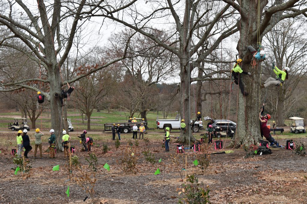 tree pruning Melbourne