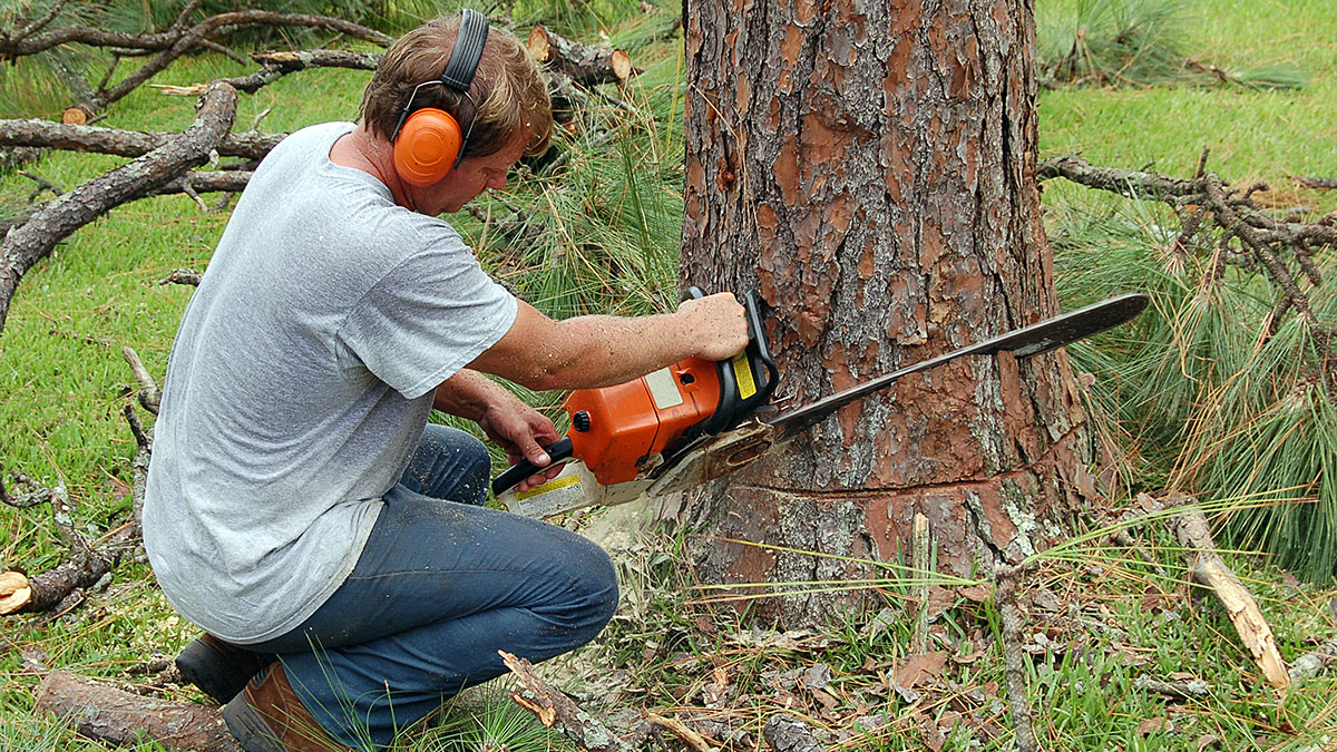 arborist Melbourne