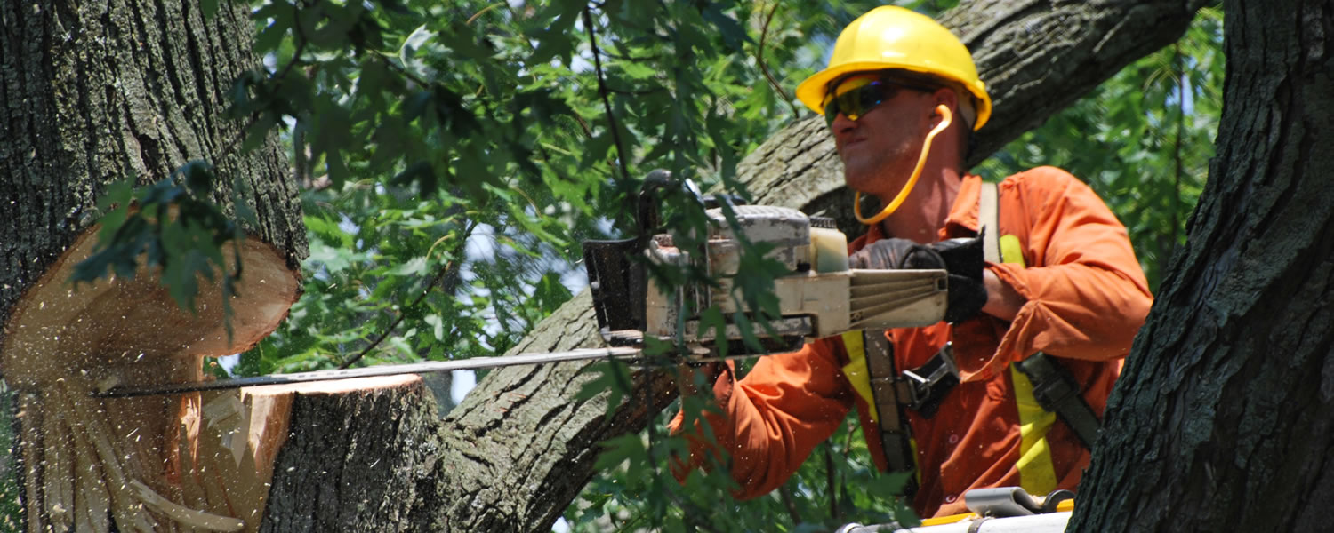 How To Hire An Arborist The Ultimate Guide