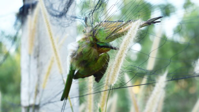 bird_netting_garden