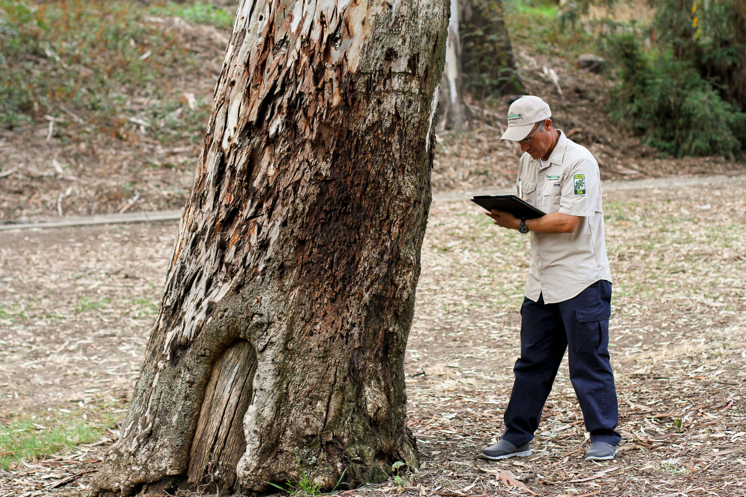 how-do-you-know-when-to-remove-a-tree-bloger